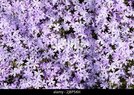 Lots of small purple phlox flowers all over the frame. Leaves are visible between them. Stock Photo