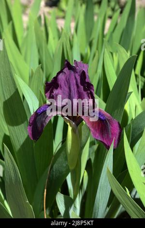 A large dark purple iris flower grows in the garden. The background of green leaves is very blurred Stock Photo