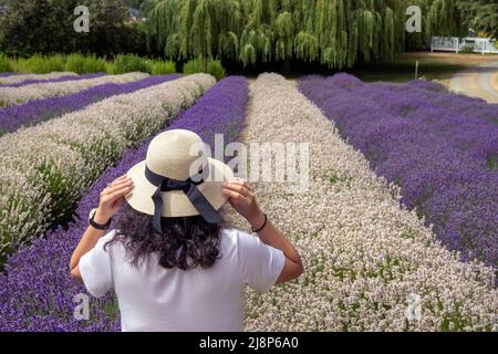 Young Woman with Dark Curly Hair Putting on a Sun Hat and Looking at White and Purple Rows of Lavender in Field in Sequim, WA Stock Photo