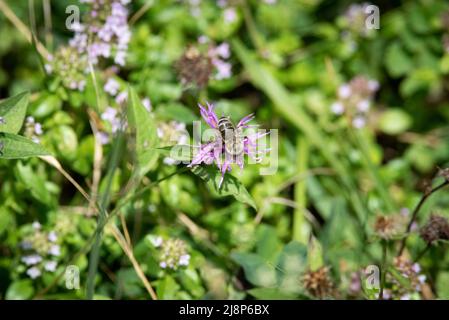 The bee collects pollen from the meadow cornflower. A bee pollinating flowers in a meadow in spring and summer. Stock Photo