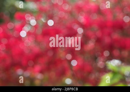 Bright red and green bokeh from an autumn garden. Stock Photo