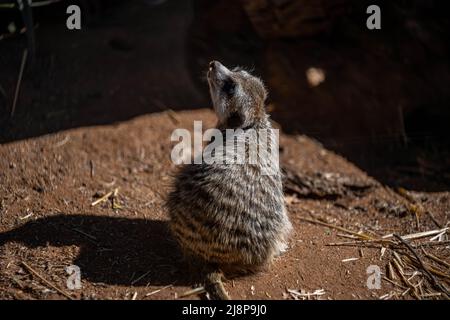 An American Badger in Palm Springs, California Stock Photo