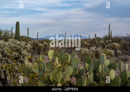 A beautiful overlooking view of nature in Tucson, Arizona Stock Photo