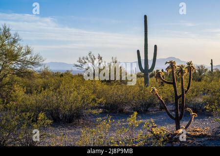 A beautiful overlooking view of nature in Tucson, Arizona Stock Photo