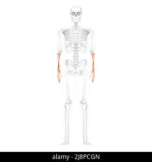 Skeleton Forearms Human ulna, hand front front Anterior ventral view with partly transparent bones position. Anatomically correct realistic flat natural color concept Vector illustration isolated Stock Vector