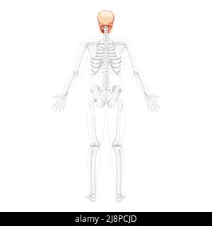 Human head Skull Skeleton back view with open hands partly transparent body position. Anatomically correct. Chump realistic flat natural color concept Vector illustration isolated on white background Stock Vector