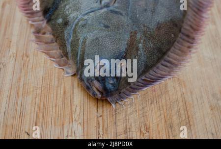 Greenback Flounder (Rhombosolea tapirina) from New Zealand waters. Green dorsal scales and off-white ventral scales (underside). Stock Photo