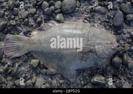 Greenback Flounder (Rhombosolea tapirina) from New Zealand waters. Green dorsal scales and off-white ventral scales (underside). Stock Photo