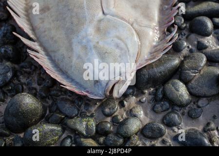 Greenback Flounder (Rhombosolea tapirina) from New Zealand waters. Green dorsal scales and off-white ventral scales (underside). Stock Photo