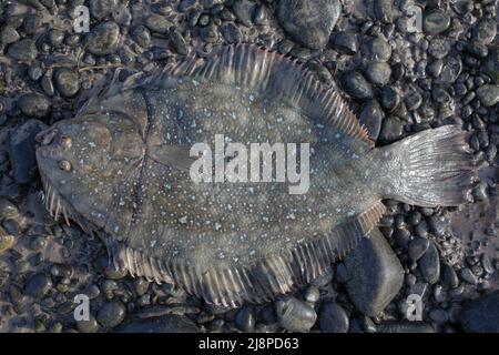 Greenback Flounder (Rhombosolea tapirina) from New Zealand waters. Green dorsal scales and off-white ventral scales (underside). Stock Photo