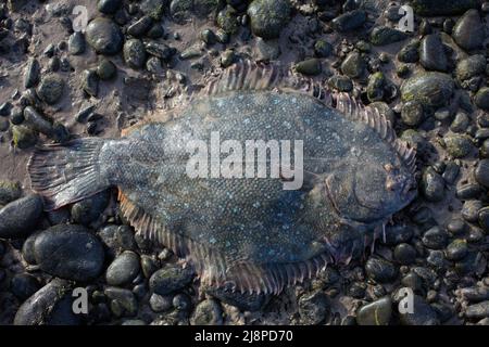 Greenback Flounder (Rhombosolea tapirina) from New Zealand waters. Green dorsal scales and off-white ventral scales (underside). Stock Photo