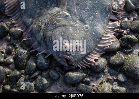 Greenback Flounder (Rhombosolea tapirina) from New Zealand waters. Green dorsal scales and off-white ventral scales (underside). Stock Photo