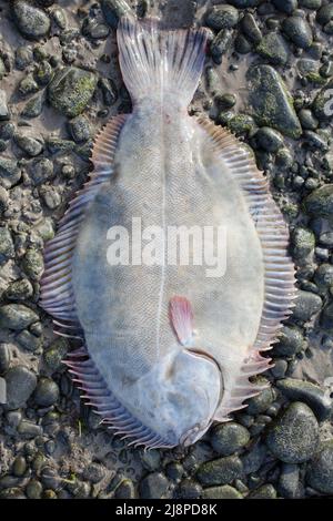 Greenback Flounder