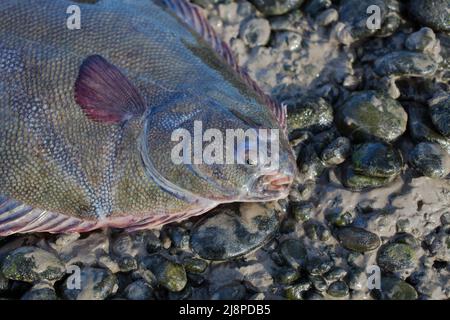 Greenback Flounder (Rhombosolea tapirina) from New Zealand waters. Green dorsal scales and off-white ventral scales (underside). Stock Photo