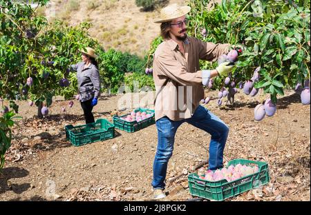 Male farmer collect harvest mango in garden Stock Photo