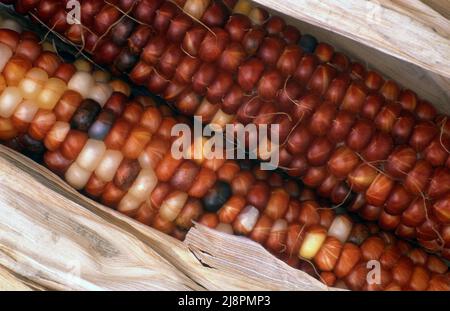 TWO ORNAMENTAL CORN EARS (ZEA MAYS, MAIZE) ORNAMENTAL CORN CAN RANGE IN COLOURS. Stock Photo