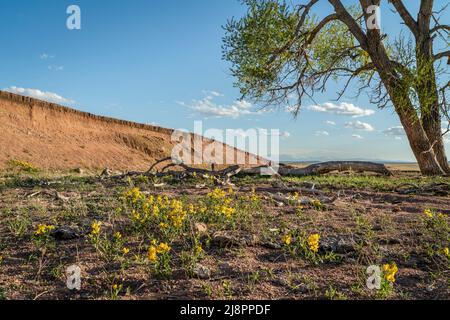 patch of yellow wildflowers in windy prairie of northern Colorado - golden bean aka buffalo bean aka Thermopsis rhombifolia Stock Photo