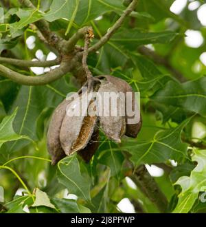 Cluster of partially open seed pods of Illawarra Flame Tree, Brachychiton acerifolius, against background of green leaves in Australia Stock Photo