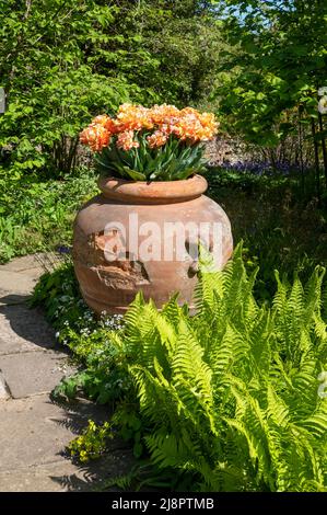 Tulip Planter, terracotta container, spring, UK Stock Photo