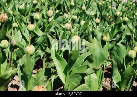 Young unopened green tulip buds grow outdoors Stock Photo