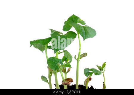 Grain bean shoots. Bean sprouts, stems and leaves on a white background. Stock Photo
