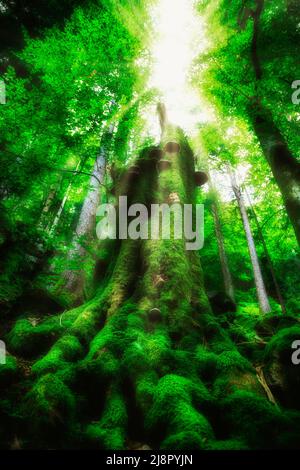 old moss-covered beech trunk in the back light Stock Photo