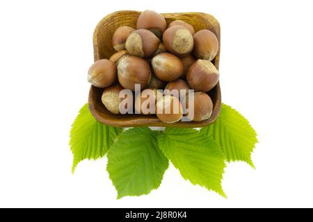 Fresh unshelled hazelnuts in a wooden plate with green leaves in an overhead flat lay still life isolated on white background Stock Photo
