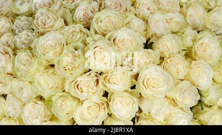 Backdrop of colorful paper roses background in a wedding reception with soft colors. Closeup image of beautiful flowers wall background with amazing w Stock Photo