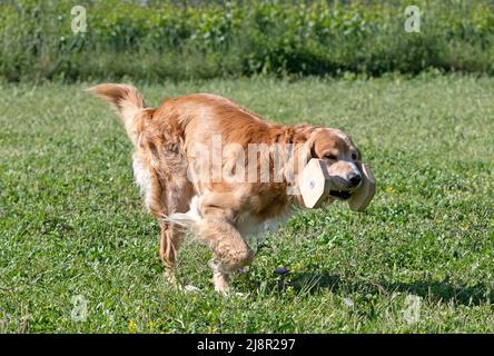 golden retriever training in the nature  to catching an object Stock Photo
