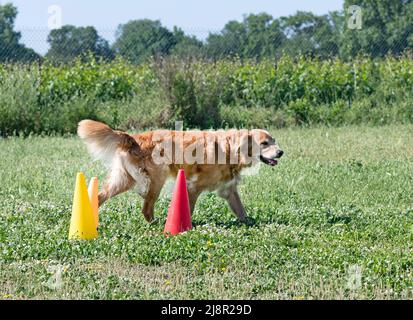 golden retriever training in the nature  for obedience competition Stock Photo