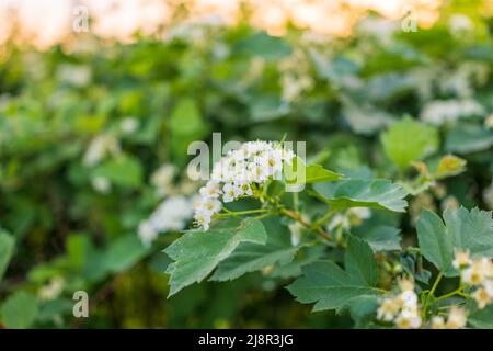 flowering hawthorn bushes in Spring. Delicate white flowers on a branch with juicy green leaves close-up. Crataegus, commonly called hawthorn, quickth Stock Photo