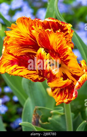 Yellow red Tulip In Garden Close up Flower Portrait Tulip flaming parrot Stock Photo