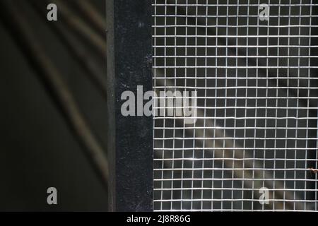 Metal gate with shiny metal netted fencing close view Stock Photo