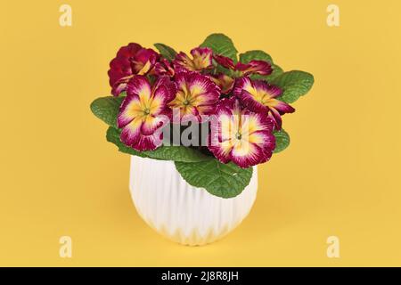 Two colored dark pink and yellow 'Primula Acaulis' primrose flowers in pot Stock Photo