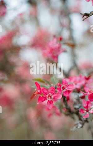 Beautiful Malus Praire Fire Crabapple bright pink blossom blooming in April Spring Stock Photo