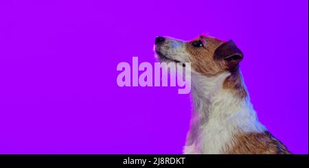 Closeup. Cute dog, short-haired Jack russell terrier posing isolated on purple background in neon light. Concept of animal, breed, vet, health and Stock Photo