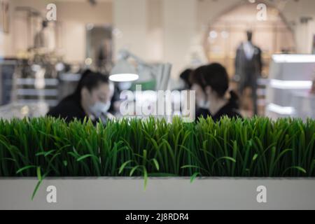 A bright green bush grows against the backdrop of cozy beauty salon located in a shopping center. Image with selective focus Stock Photo