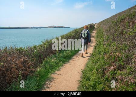 Woman hiking UK, rear view of a woman hiking alone on a coastal path in good weather, Pembrokeshire, Wales, UK Stock Photo