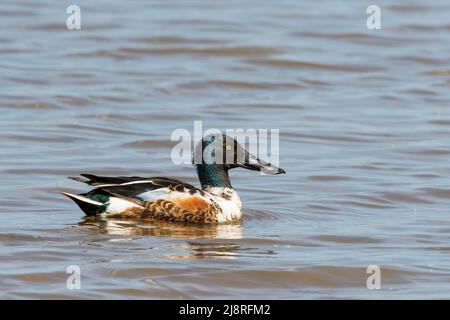 A male shoveler duck, Anas clypeata, swimming on the Freshwater Marsh at Titchwell RSPB reserve. Stock Photo