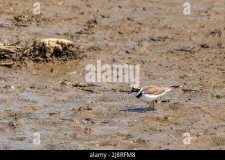 Adult little ringed plover, Charadrius dubius, showing clearly characteristic yellow ring around eye. On Freshwater Marsh at Titchwell RSPB reserve. Stock Photo