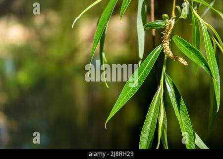 Bright, green willow leaves on a hanging branch close-up against a softly blurred background. Sunny day. Stock Photo