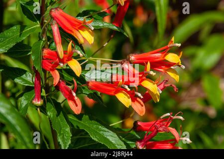 Sydney Australia, lobelia laxiflora a perennial with colourful tubular flowers. The plant is also known as Mexican Lobelia, the plant is native to Mex Stock Photo