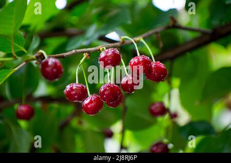 Fruits in orchard. Cherry after rain, drop of water