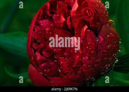 Closeup photo of red peony flower with water drops after rain Stock Photo