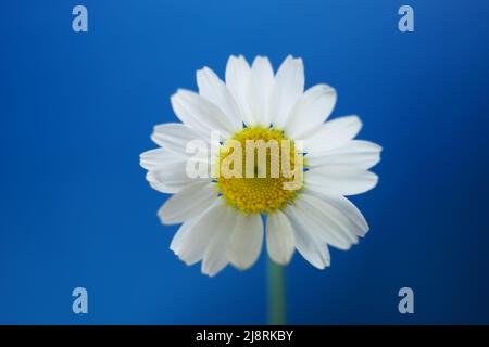 White chamomile flower on a vivid blue background. Stock Photo
