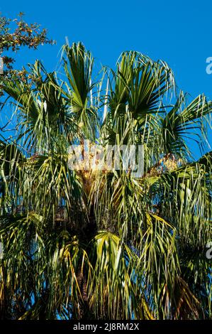 Sydney Australia, canopy of livistona nitida or carnarvon gorge cabbage palm native to Queensland Stock Photo