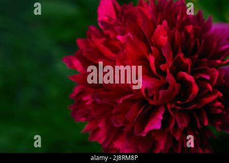Closeup photo of red blooming peony flower  with blured background. Stock Photo