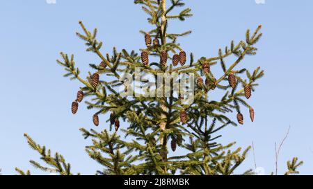 View on the top of a fir tree. Blue sky, with many fir cones. Stock Photo