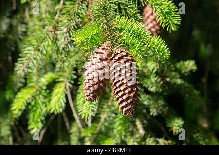 Close-up of two fir cones hanging on the branches of a conifer tree. Stock Photo