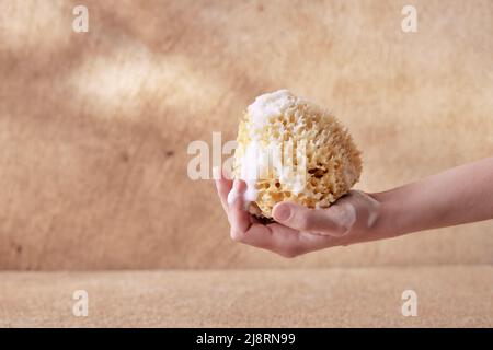 Womans hands holding natural sea sponge with foam on beige background. Stock Photo